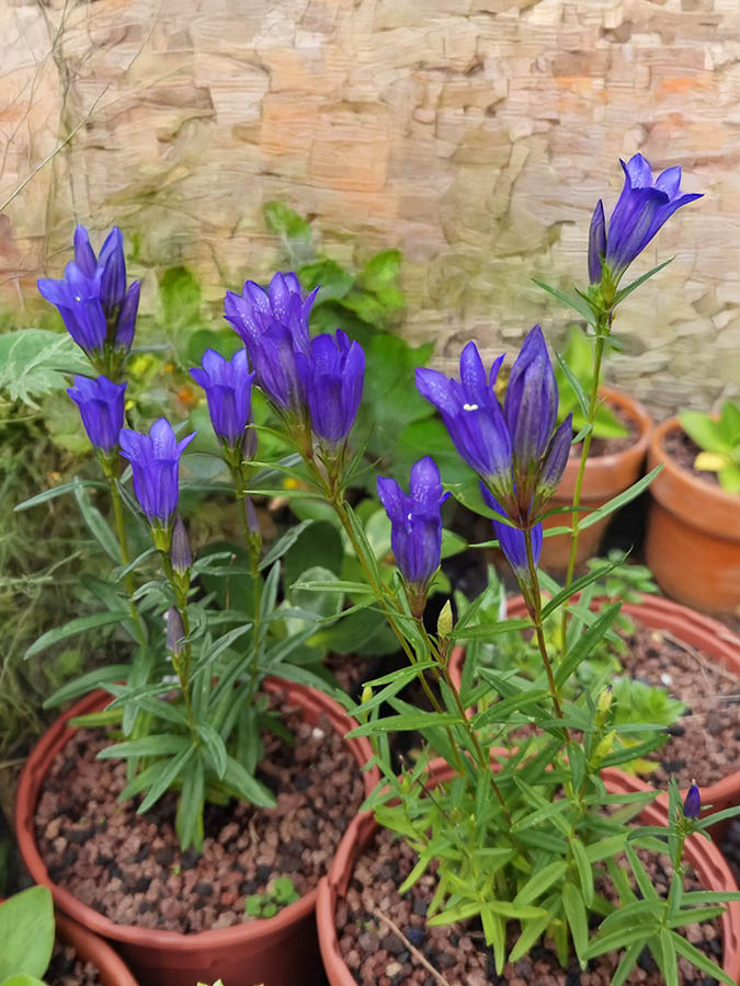 Gentiana pneumonanthe